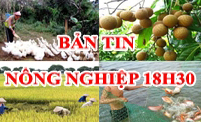 Bản tin nông nghiệp 18h30