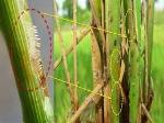 Dự báo sâu bệnh tuần từ 6/2 - 12/2/2017