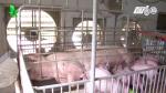 Hướng dẫn một số biện pháp chống nóng cho vật nuôi.